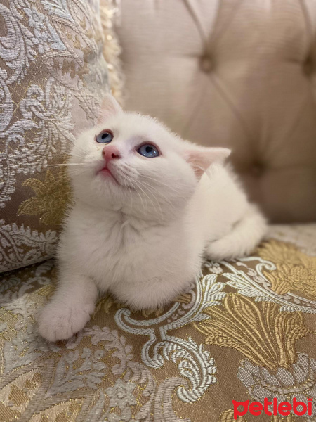 British Shorthair, Kedi  Nazlı fotoğrafı