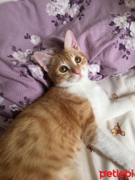 Sarman, Kedi  Monçiçi fotoğrafı