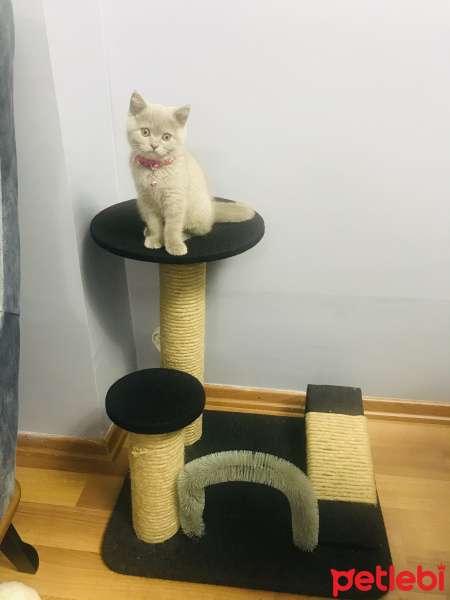 British Shorthair, Kedi  Mia fotoğrafı