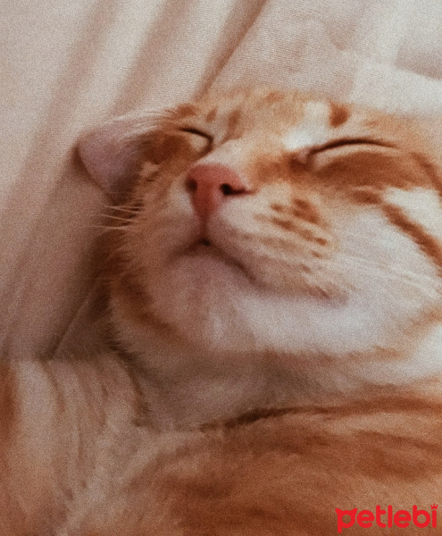 Sarman, Kedi  Kaju fotoğrafı