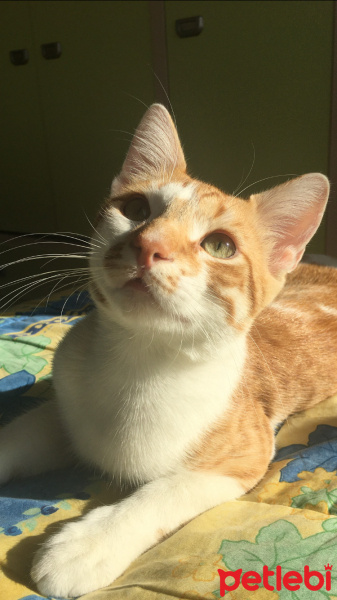 Sarman, Kedi  Kehribar fotoğrafı