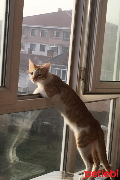 Sarman, Kedi  Kehribar fotoğrafı