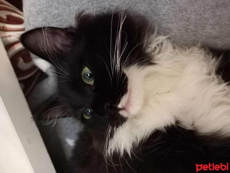 Tekir Kedi, Kedi  zeytin fotoğrafı