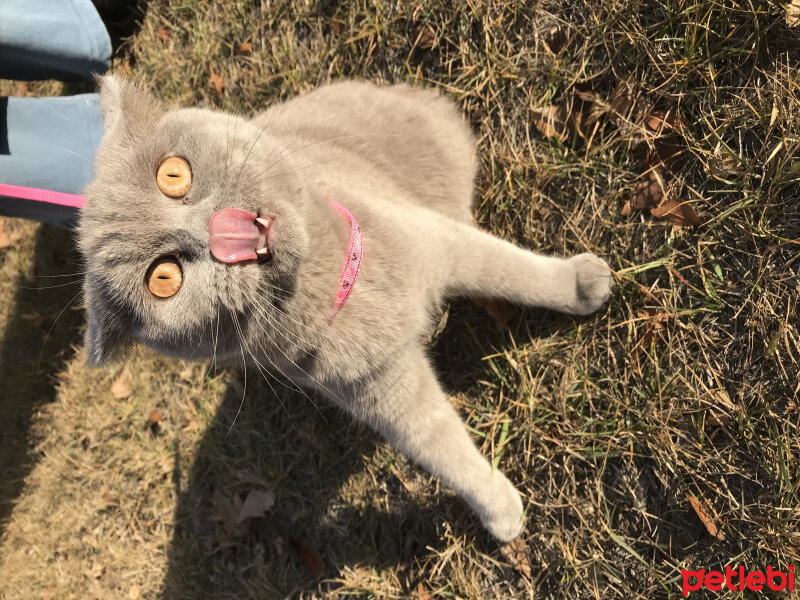 British Shorthair, Kedi  Min Luna fotoğrafı