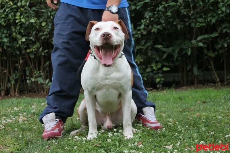 Amerikan Pitbull Terrier, Köpek  Tyson fotoğrafı