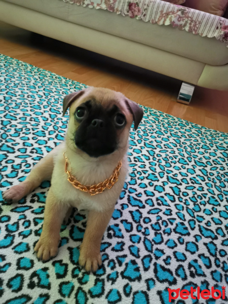 Pug, Köpek  Bafi fotoğrafı