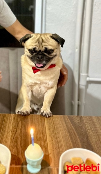Pug, Köpek  Bafi fotoğrafı