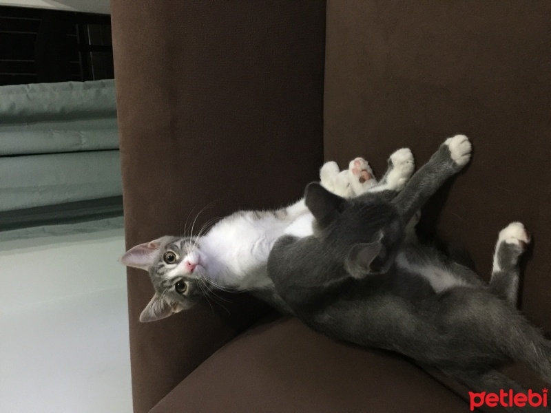Abyssinian, Kedi  Duman ve Çakıl fotoğrafı