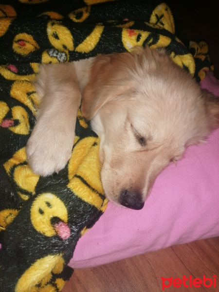 Golden Retriever, Köpek  Cali fotoğrafı
