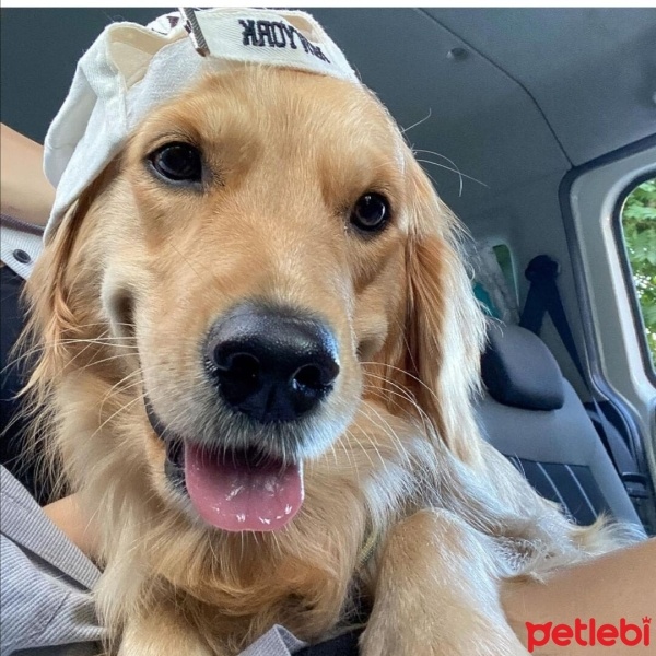 Golden Retriever, Köpek  Cali fotoğrafı