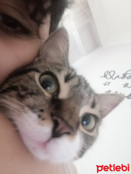 Tekir Kedi, Kedi  Missy fotoğrafı