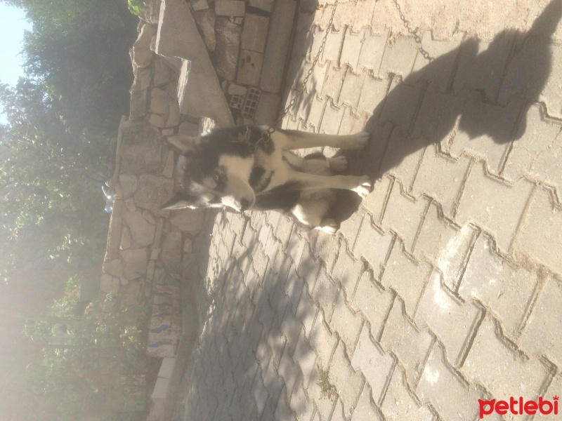Sibirya Kurdu (Husky), Köpek  Putin fotoğrafı