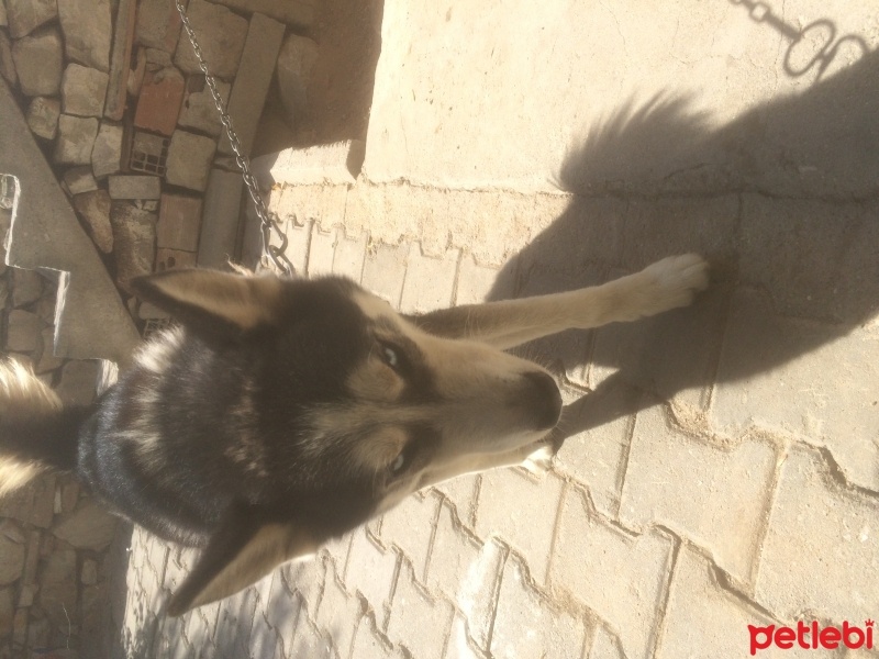 Sibirya Kurdu (Husky), Köpek  Putin fotoğrafı
