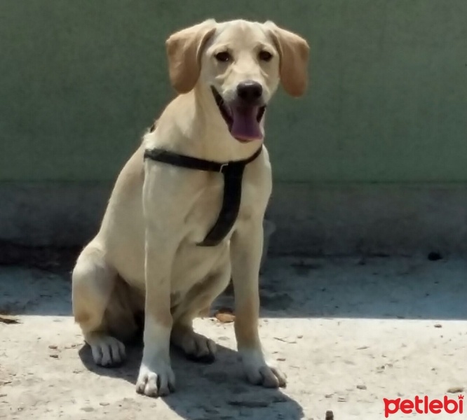 Labrador Retriever, Köpek  Roka fotoğrafı