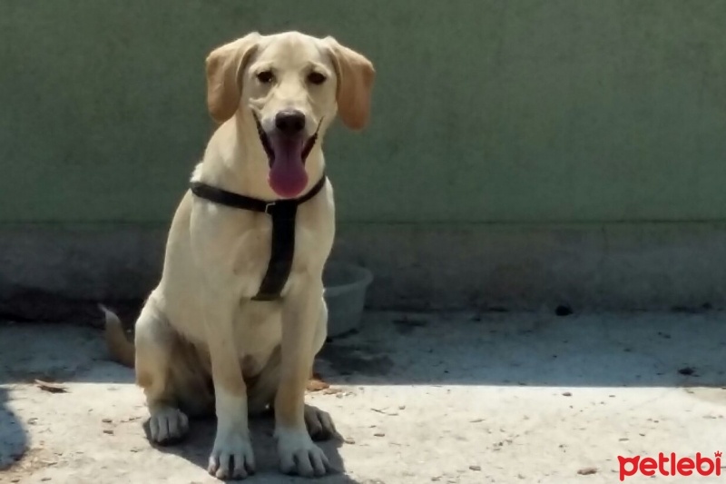 Labrador Retriever, Köpek  Roka fotoğrafı