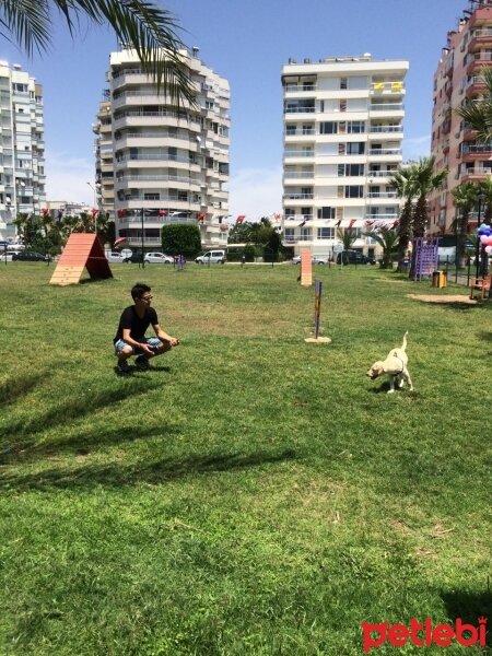 Labrador Retriever, Köpek  Roka fotoğrafı