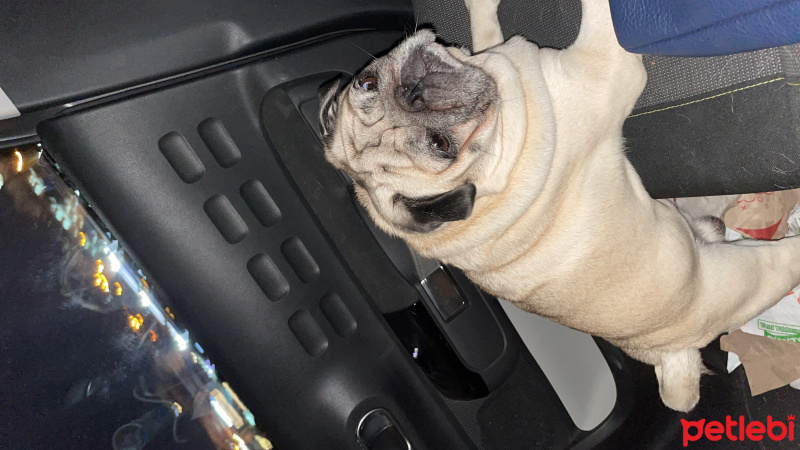 Pug, Köpek  Wisky fotoğrafı