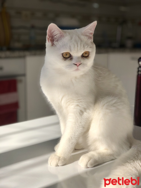 British Shorthair, Kedi  EROS fotoğrafı