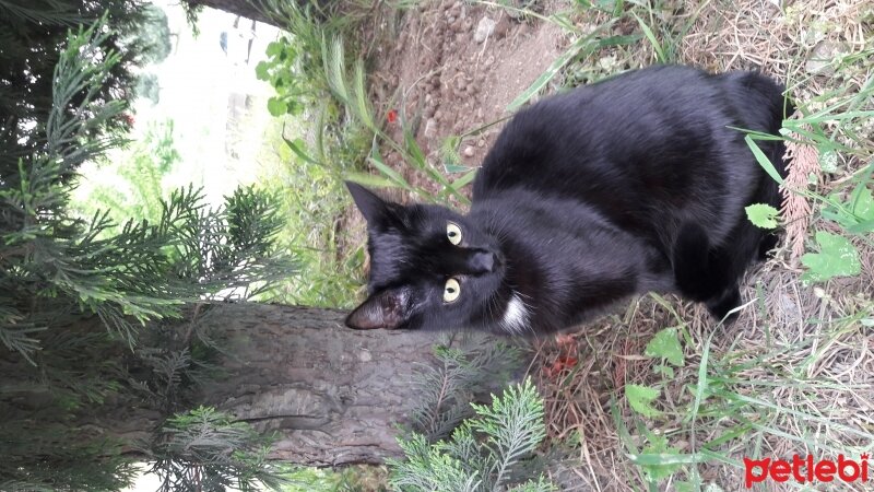 Tekir Kedi, Kedi  Kiti - Gölge fotoğrafı