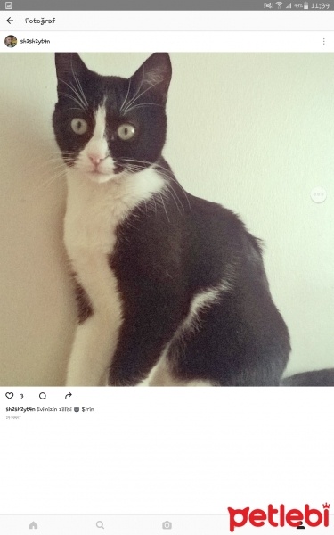 Tuxedo (Smokin) Kedi, Kedi  Şirin fotoğrafı