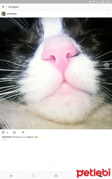 Tuxedo (Smokin) Kedi, Kedi  Şirin fotoğrafı