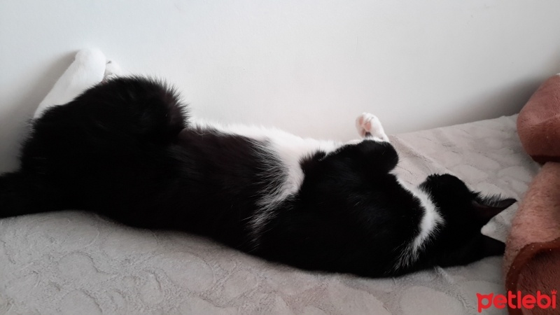 Tuxedo (Smokin) Kedi, Kedi  Şirin fotoğrafı