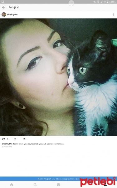 Tuxedo (Smokin) Kedi, Kedi  Şirin fotoğrafı