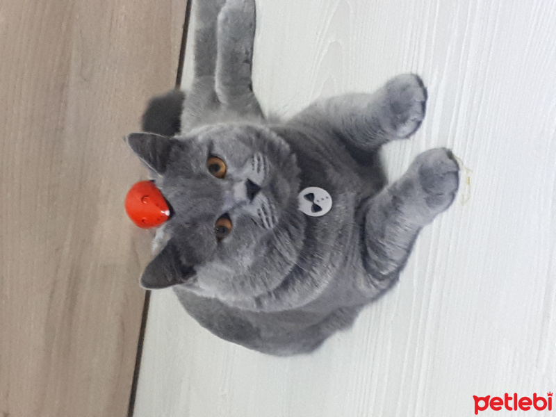 British Shorthair, Kedi  Cingöz fotoğrafı