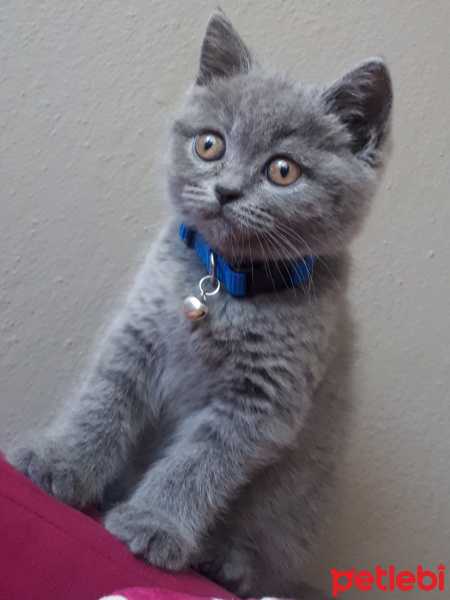 British Shorthair, Kedi  Cingöz fotoğrafı
