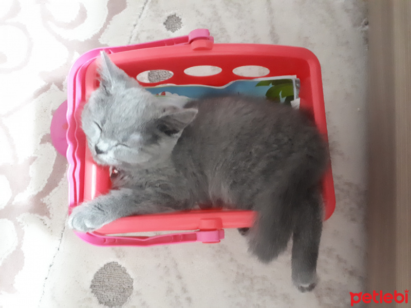 British Shorthair, Kedi  Cingöz fotoğrafı