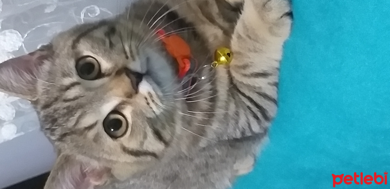 British Shorthair, Kedi  Boncuk fotoğrafı