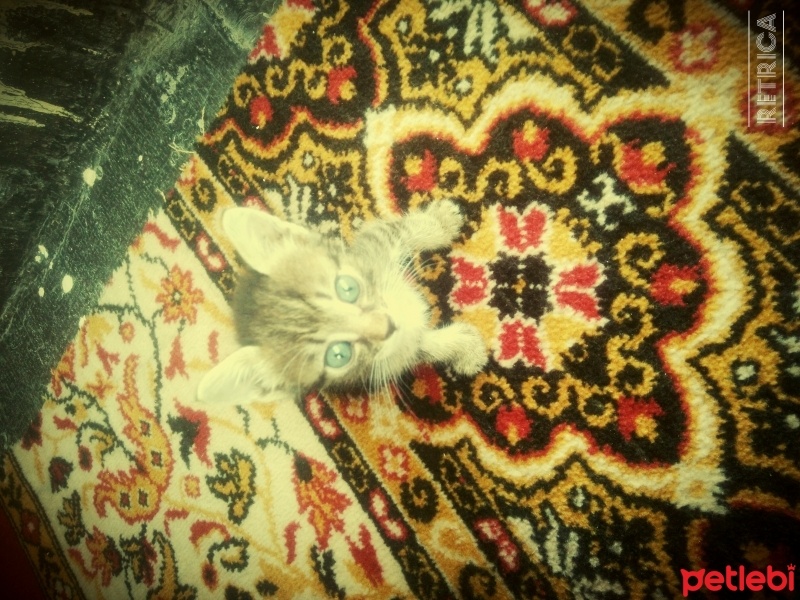 Tekir Kedi, Kedi  Mırmır fotoğrafı