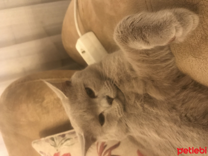 British Shorthair, Kedi  Pamuk fotoğrafı