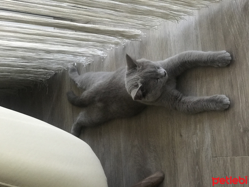 British Shorthair, Kedi  Pamuk fotoğrafı