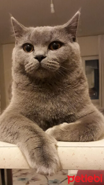 British Shorthair, Kedi  Jean Jacques Rousseau fotoğrafı