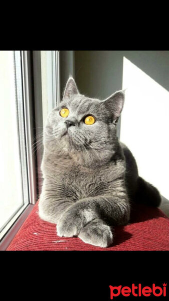 British Shorthair, Kedi  Jean Jacques Rousseau fotoğrafı