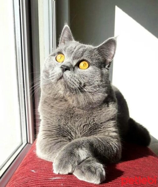 British Shorthair, Kedi  Jean Jacques Rousseau fotoğrafı