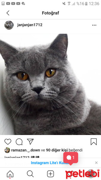 British Shorthair, Kedi  Jean Jacques Rousseau fotoğrafı