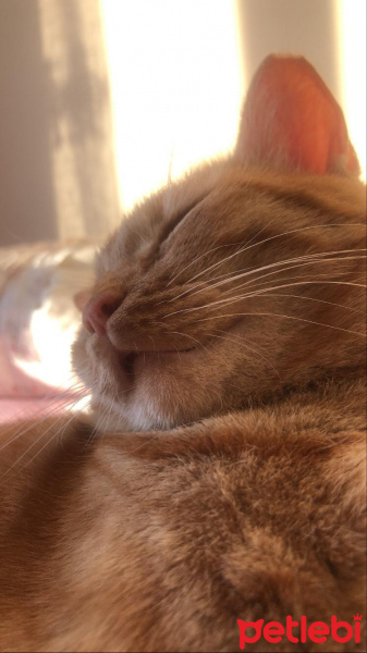 Tekir Kedi, Kedi  zencefil fotoğrafı