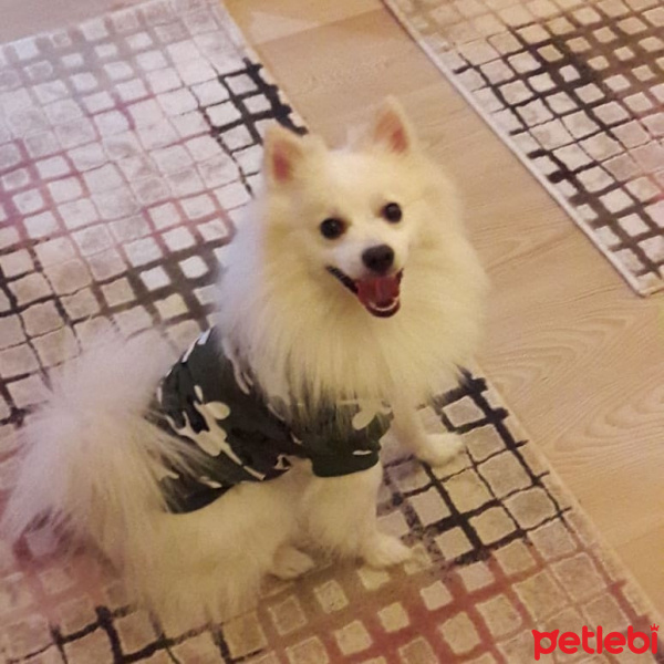Pomeranyalı, Köpek  Snow fotoğrafı