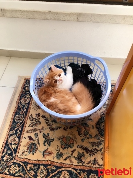 İran Kedisi (Persian), Kedi  Carlos fotoğrafı