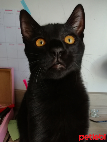 Bombay, Kedi  böcük fotoğrafı