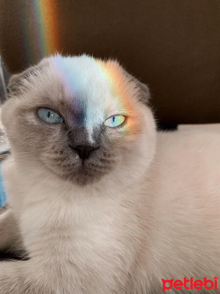 Scottish Fold, Kedi  maya fotoğrafı