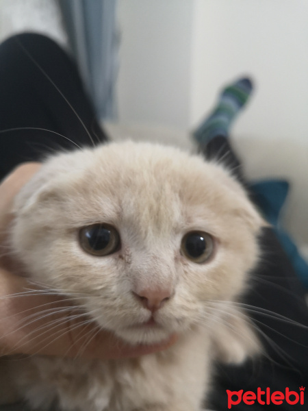 Scottish Fold, Kedi  Tarçın fotoğrafı