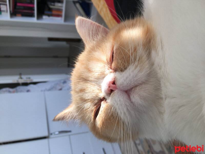 Exotic Shorthair, Kedi  rodin fotoğrafı