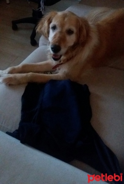 Golden Retriever, Köpek  Pafi fotoğrafı