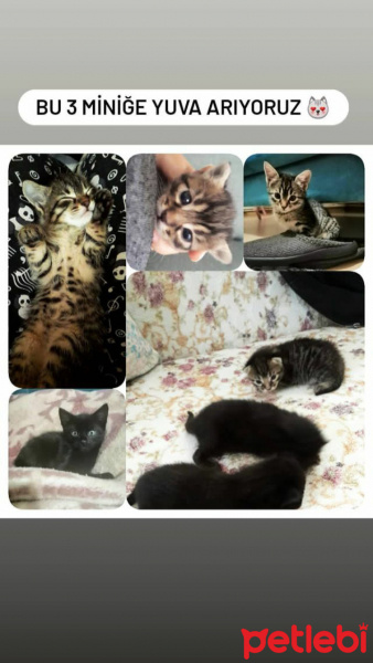 Tekir Kedi, Kedi  Adını sahiplenen kişinin koymasını istedik fotoğrafı