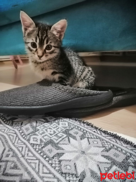 Tekir Kedi, Kedi  Adını sahiplenen kişinin koymasını istedik fotoğrafı