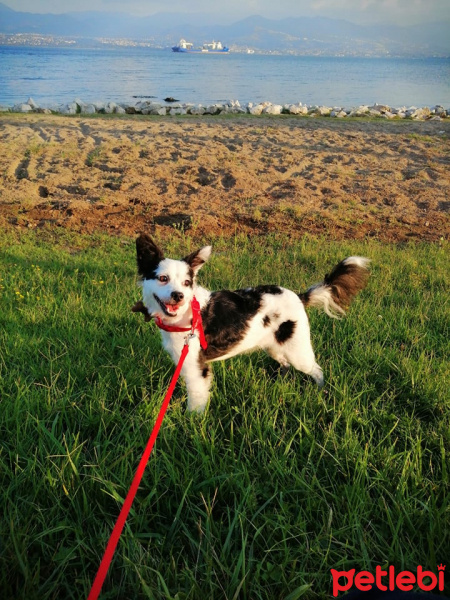 Sokö (Sokak Köpeği), Köpek  Luna fotoğrafı
