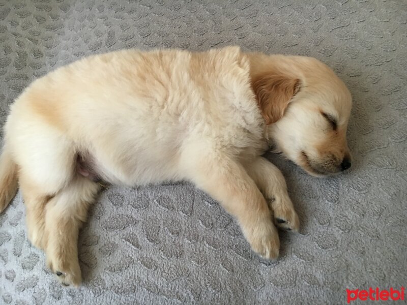 Golden Retriever, Köpek  Pasa fotoğrafı